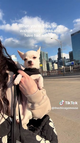 Two Blocks and Done: A Chihuahua's Journey