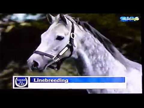 Thoroughbred Breeding Theories