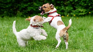 Types of aggression in dogs you didn’t know existed