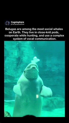 Why Beluga Whales Always Look Like They're Smiling