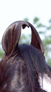 16K views · 774 reactions | Stallion sher raj coming soon waris stud farm#Horses | Gautam Joshi | Facebook