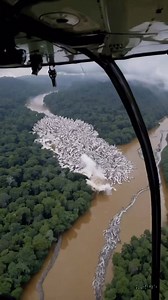 7.6M views · 4.9K reactions | Amazon Rainforest in Danger: What You Need to See Before It’s Gone!” #AmazonInDanger, #RainforestCrisis, #SaveTheAmazon, #ProtectNature, #AmazonWildlife, #EcoThreat, #ClimateEmergency, #NatureAtRisk, #DeforestationAlert, #AmazonAwareness, #GreenPlanet, #ClimateAction2025, #WildlifeProtection, #ForestConservation | Nature.love | Facebook