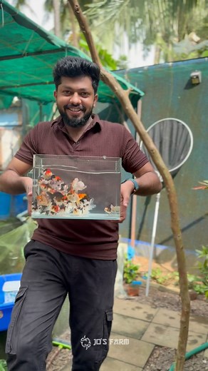 JO'S FARM on Instagram: "Imported Oranda small size available 2 to 2.5 inches For further details plz contact on 8089377854 #goldfish #goldfishofinstagram #fishing #aquarium #petlovers"