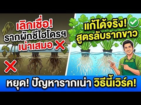 Stop Believing the Myth: Fix Hydroponic Cilantro (Coriander) Root Rot Fast
