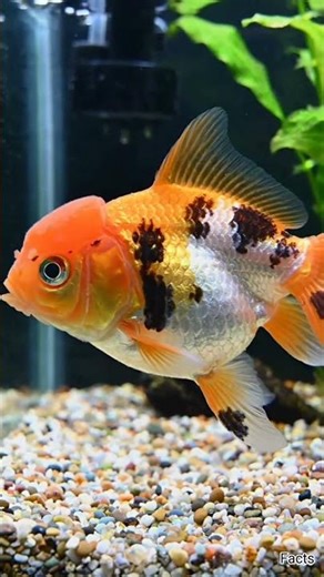 Mind-Blowing Animal Facts That Will Shock You 😱 | Amazing Wildlife Facts