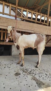 1.5K views · 14 reactions | LIVE LEBIH EKONOMIS KAMBING ETAWA UNTUK...