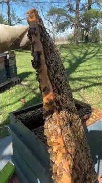 April 8,2026 OTS, MARK QUEEN, SPLIT HIVE