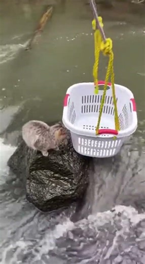 Faith in humanity restored! 🐾 #CatRescue #Heroic #Kindness#almosthappened#danger#accident#funny#hero