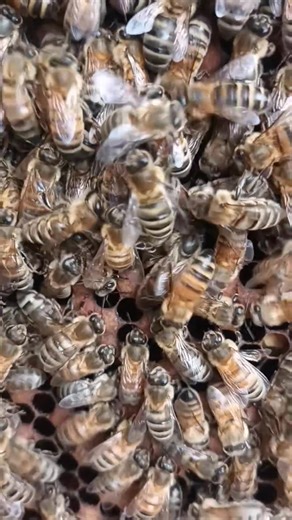 100K views · 11K reactions | QUEEN BEE  She is always the one walking on the frame like a Victoria secret model on the runaway! This queen was a disappointment. She kept on getting worse each month, starting with lots of chalkboard, then laying ultra sassy bees! Anyways, she is gone, and now giving room for a lovely queen ! #queeenbee #bees #beekeeping | Mademoiselle Bee | Facebook