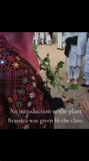 Understanding Brassica in Biology Classes