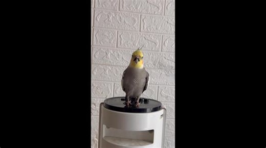 Bird expertly mimics owner's impressive opera singing