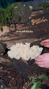 Picking some Coral Tooth Mushroom (Hericium coralloides), this a toothy branched relarive if the Lions Mane growing on a fallen oak tree here in the Napa Valley. These are execllent edible mushrooms that are easy to identify. My favorite way to cook them is to turn them into faux “crab” cakes, by cooking them down then mixing with eggs, bread crumbs, and seasoning to make a killer vegetarian “crab” cake. Watch til the end to see the finished product! . . #Hericium #hericiumcoralloides #mycology 