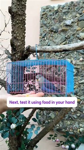 Avian on Instagram: "How to train a newly arrived parrot? #parrotlife #parrot #trending #reelsinstagram #bird #parrotlover #mypet #pet #babybird #pettok #cuteparrot #parrotsoftiktok"