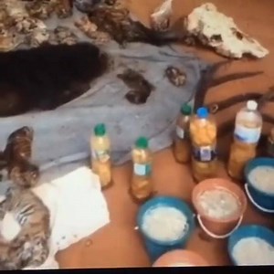 14 reactions · 3 comments | THAILAND TIGER TEMPLE UPDATE: Forty dead tiger cubs were found in a freezer at the temple that is currently being raided by Department of National Parks officials. The cubs were said to allegedly be of some value to the monks, but officials are unsure for what purpose. #cee4life | World Animal News | Facebook