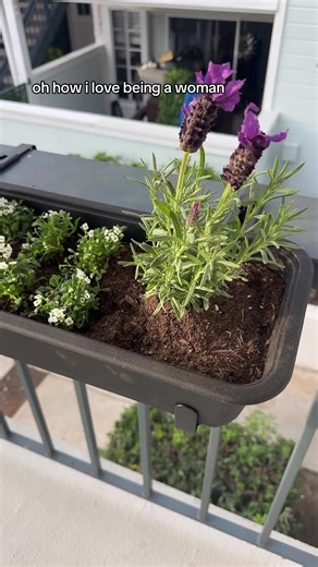 i’m not sure i love the white flowers in the middle of the lavender…. we shall see 😖🪻🌷 #flowerpots #apartmentpatio #womanhood #flowers #sandiego