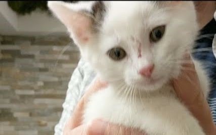 【Kitten Academy】奶猫近距离日常：给小奶猫挨个洗澡