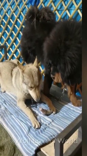 An Amazing Friendship Between a Dog and a Wolf ❤️ #wolf #wolfpack #wolfdog #shorts