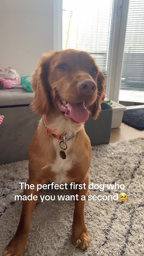 Cocker Spaniels: The Perfect Family Dogs