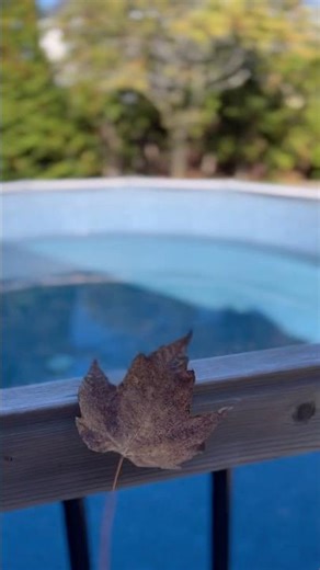 **“Peaceful Fall Moments | Autumn Leaves Falling in 4K”**