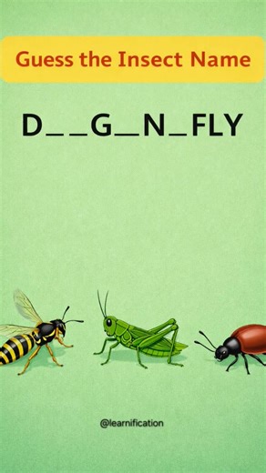guess the insect name #learnification #englishvocabulary #learnenglish #spokenenglish #englishwords