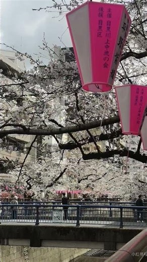 2026日本樱花季·粉红风暴来袭今年的樱花季比往年更早绽放