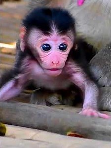 cute moments of baby trying to walk #animals #babymonkey