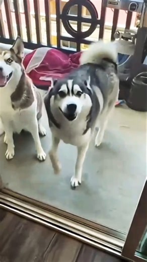 #funny #dog #danceing #rap #beautiful #v....