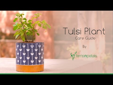 #HappyCorners - Tulsi Plant Care Guide by Ferns N Petals