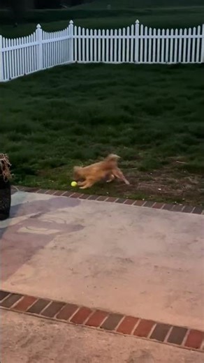 Our first morning! Happy Marmie zoomies!! #fosterdog #adopteddog