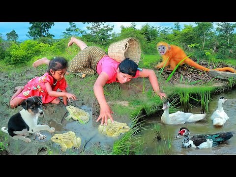 Primitive Life Village - Mother Catch duck cook frog - Eating delicious frog(Part 5)Monkeys and dogs