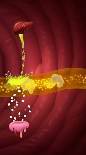 عمليه الهضم كامله! #اكسبلور #explore #الهضم #digestivesystem #diet #foryou #دايت #الجهاز_الهضمي