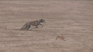33K views · 1.1K reactions | greyhound vs jungle rabbit race in national coursing club 2024 season. Subscribe on YouTube for more new greyhound racing videos. https://www.youtube.com/channel/UCemNWSdGM2n1VD4eT-i2AxQ | Greyhound Coursing Club | Facebook