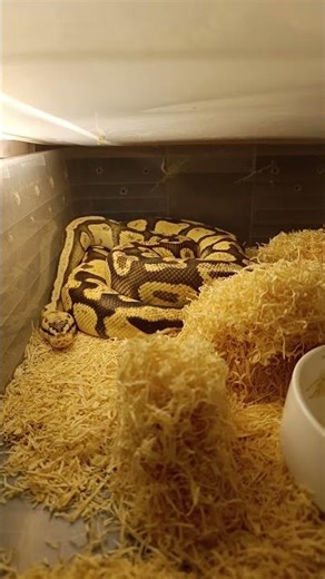Firefly Ball Python Off Feed | Trying to Offer a TBH Hamster