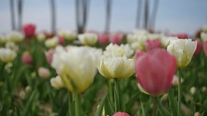 Vibrant Colorful Display Pink White Tulips Stock Footage Video (100% Royalty-free) 3772517725 | Shutterstock