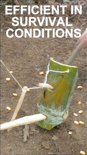 How to survive by catching a rat with a bamboo trap?#education #trap #survival #outdoors