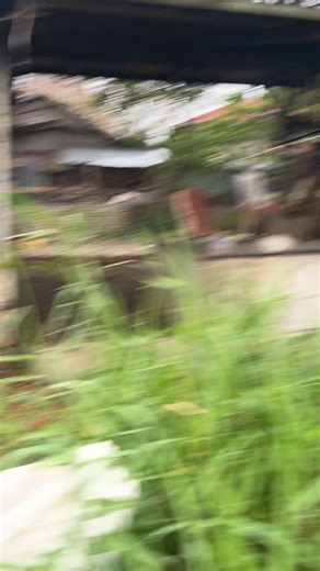 COW MANURE FERTILIZER 10 pesos per sacks pm lang SAN RAFAEL BULACAN LOCATION | Gemlester Dela Cruz Caluag