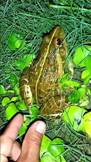 FROG and Toad Hilarious Comedy Moments!