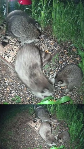 Critter watching: Raccoons Eating #critterclips