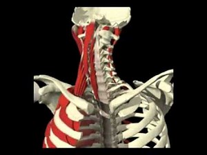 Cervical Anatomy 3D