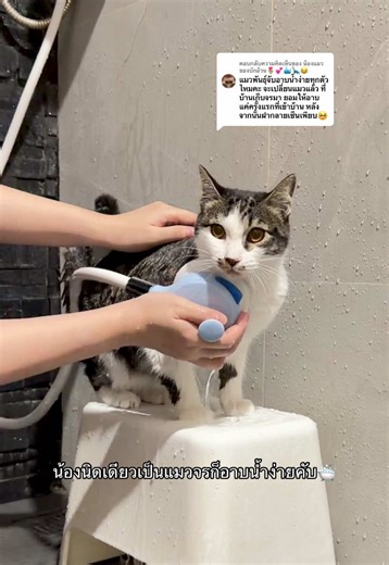 ตอบกลับ @น้องแมวของบักอ้วน🌷💕🐳🦕😂 หม่ามี๊ฝึกเค้าตั้งแต่เด็กๆ เมื่อก่อนก็ดื้นสุดชีวิตเหมือนกันคับ แต่ตอนนี้เริ่มชินแล้ว น้องแมวโตอาจจะต้องให้เวลาเค้าหน่อย ขอให้น้องอาบน้ำง่ายขึ้นนะคับคุณแม่💖 #ปื้ดอุ๋งเปี๊ยกนิดเดียว
