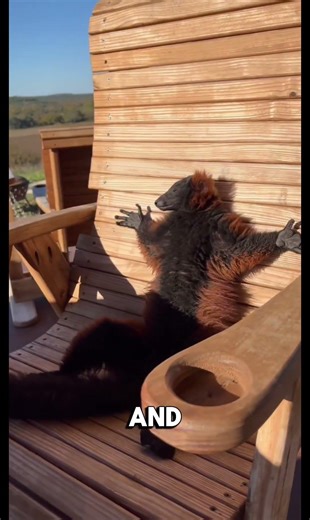 Why Lemurs Raise Their Hands