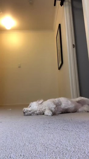 Wake me up at 5am? Well here comes karma 😂 #ididntgetnosleep #puppy #dog #cute