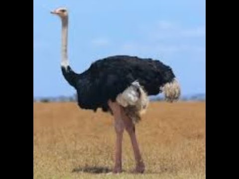 The Giant Bird You Can Eat: How an Ostrich Becomes Dinner