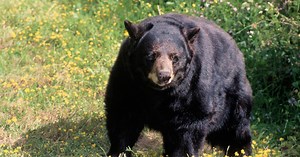 Man fatally attacked by bear in Arizona