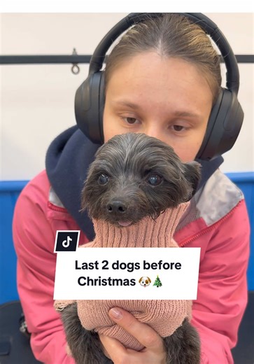 Is everyone ready for Christmas? 🎄Just going to finish my wrapping tonight and then I am all done. Means I can enjoy the next 2 days with my family without rushing around last minute like I usually do 😅 Let me know what videos you want to see from me over the next week or so 🥰✨ #fyp #christmas #dayinmylife #doggroomer #doggrooming