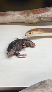 19K views · 98 reactions | “Spook” devouring a mouse. As she is a very shy and careful snake, she waited after her strike for quite a while to make sure the mouse was really dead before she started eating it. (the mouse of course was already dead before the bite, as we buy them frozen) -——————————————- SPOOK Coastal Taipan - Oxyuranus scutellatus Highly venomous | Reptile Awareness Displays of Australia - RADOA | Facebook