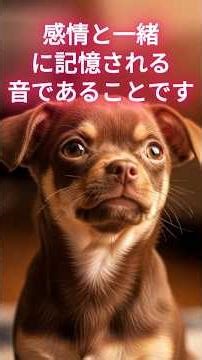 犬の記憶 飼い主の声 犬と人の絆 #犬の記憶 #飼い主の声 #犬と人の絆 #愛犬の気持ち #犬の不思議 #ペットの豆知識 #犬の心理 #愛犬との暮らし #ペット動画 #癒しペット