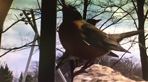 Chris neighborhood animals part 3 animals in my yard