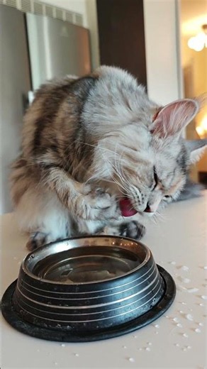 Merritt Drinks With Style! #mainecoon #cat