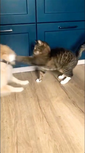 Molly on fire 🔥 🐕 #lovely #cat #cute #dog #amaizing #crazy #followformore #thanksforwatching